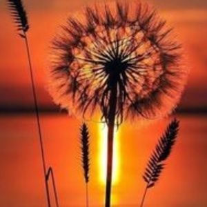 Meet your Posher, Sophia